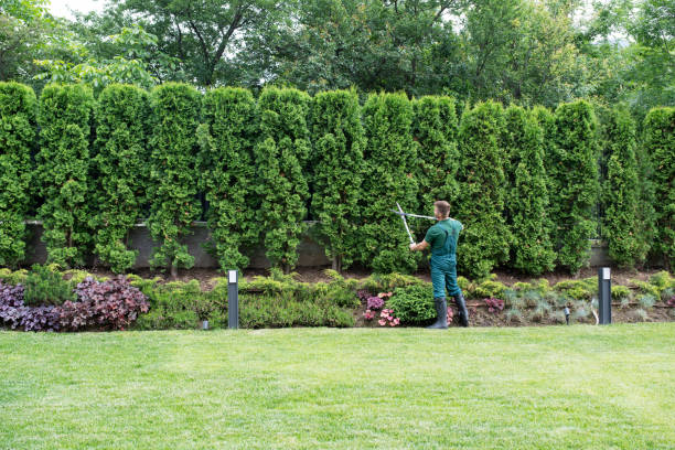 Professional Tree Removal and Landscaping Services in Elkins, AR